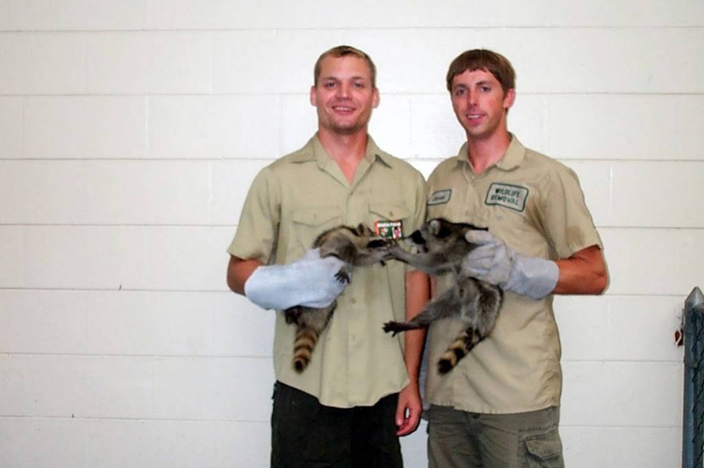 Humane Raccoon Removal Raleigh | 3822 Airport Rd, Morrisville, NC 27560, USA | Phone: (919) 415-0615