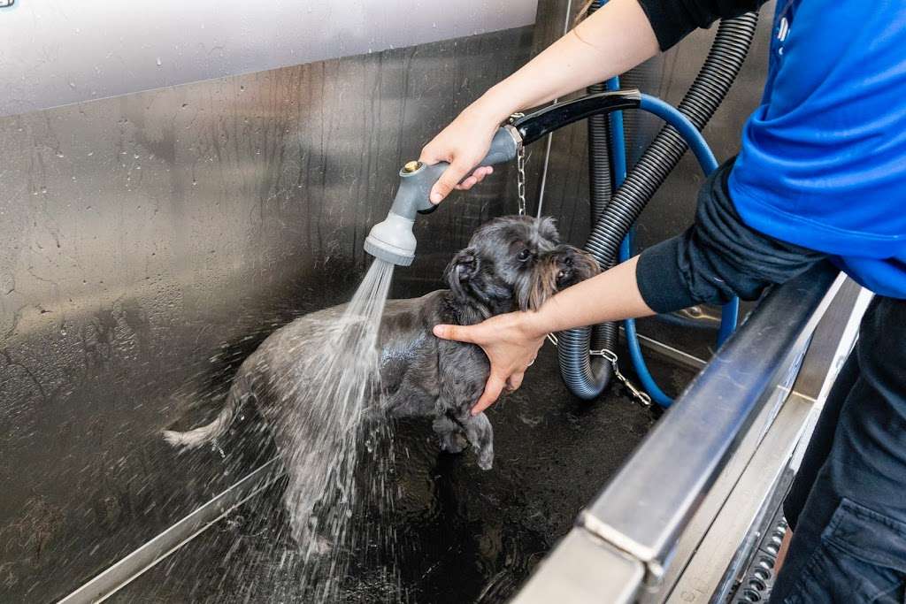 Marvel Carwash and Dogwash | 8060 Woodbridge Pkwy, Sachse, TX 75048, USA | Phone: (972) 442-2010