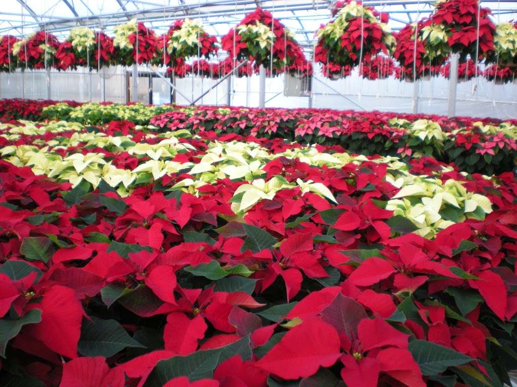 Rays Greenhouse | 458 Morwood Rd, Telford, PA 18969, USA | Phone: (215) 723-1476