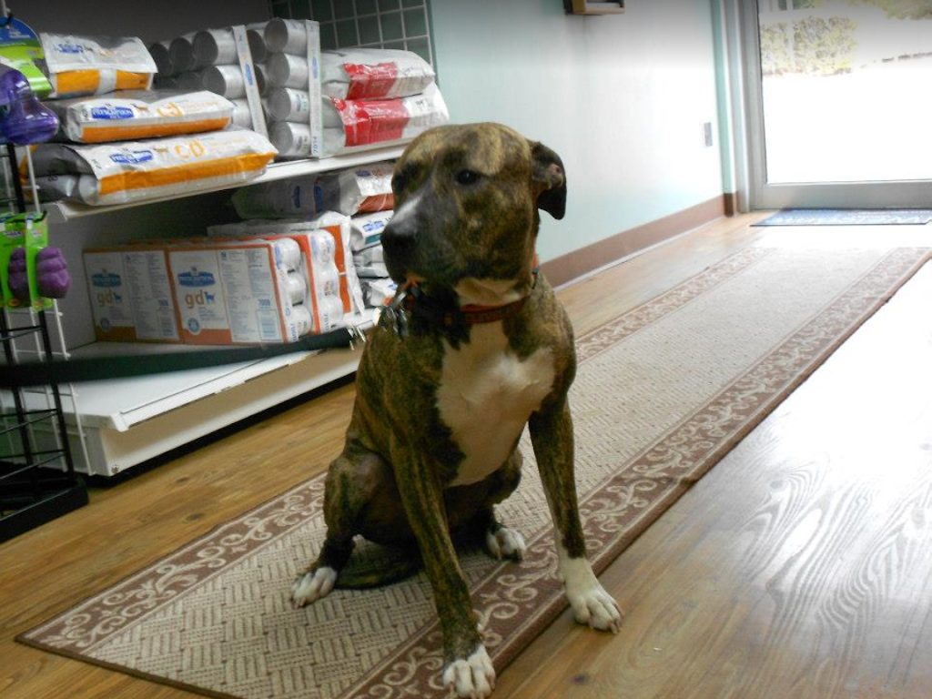 Groveport Canal Animal Hospital | 649 Main St, Groveport, OH 43125, USA | Phone: (614) 836-3222