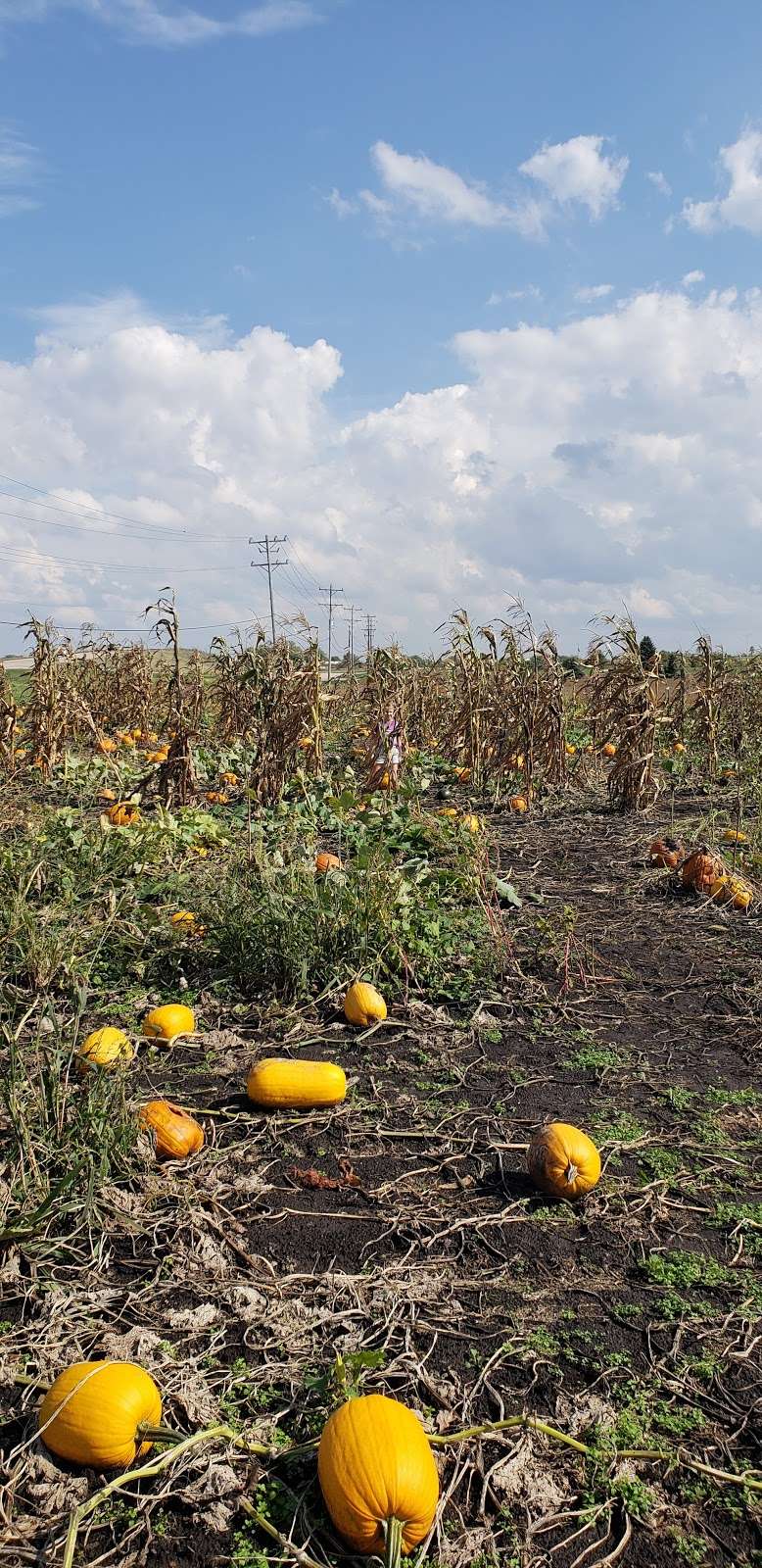 Tom’s and Zach’s Pumkin Patch | 15725 W Bruce Rd, Lockport, IL 60441