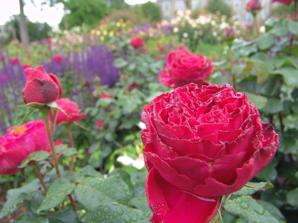 Dean Bond Rose Garden | 500 College Ave, Swarthmore, PA 19081, USA | Phone: (610) 328-8025