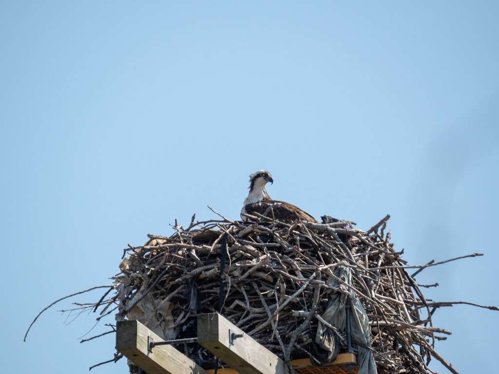 Jamaica Bay Wildlife Refuge Visitor Center | 175-10 Cross Bay Blvd, Broad Channel, NY 11693 | Phone: (718) 318-4340