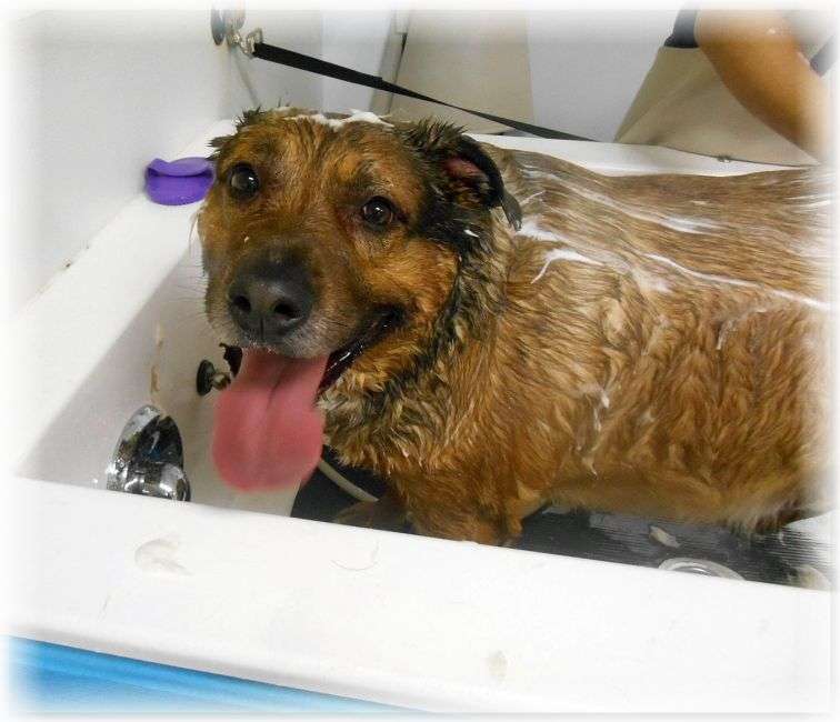 Top Dog Self Wash | 1516 Philadelphia Pike, Wilmington, DE 19809, USA | Phone: (302) 791-0900