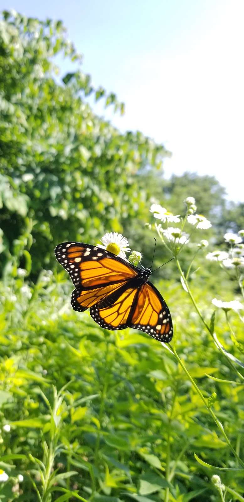 Oakland Lake Wildflower Meadow | 46th Ave &, Cloverdale Blvd, Bayside, NY 11364, USA | Phone: (212) 639-9675