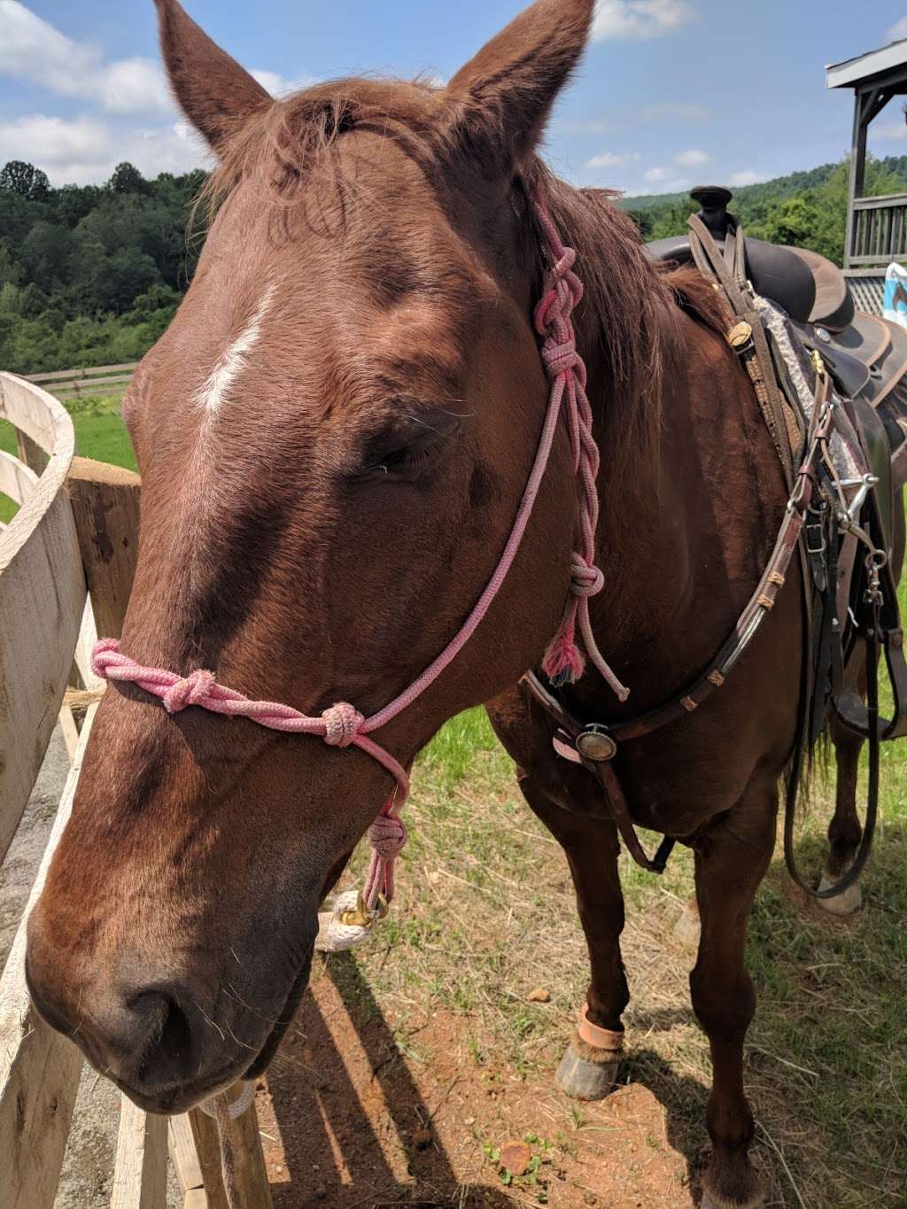 Marriott Ranch Trail Rides | 4439 Fiery Run Rd, Linden, VA 22642, USA | Phone: (540) 364-3741