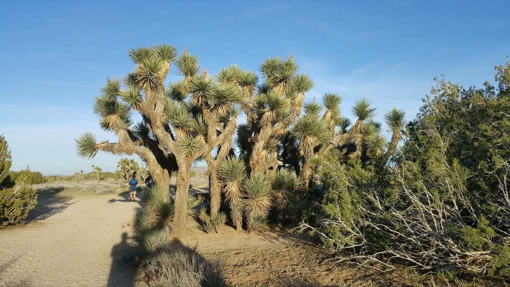 Arthur B. Ripley Desert Woodland State Park | Lancaster Road at, 205th St W, Lancaster, CA 93536, USA | Phone: (661) 946-6092