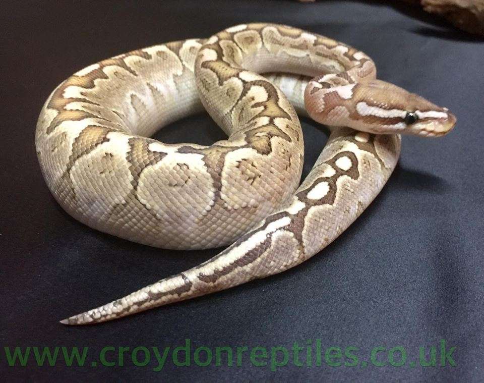 Croydon Reptiles | 228 Mitcham Rd, Croydon CR0 3JJ, UK | Phone: 020 8684 3387