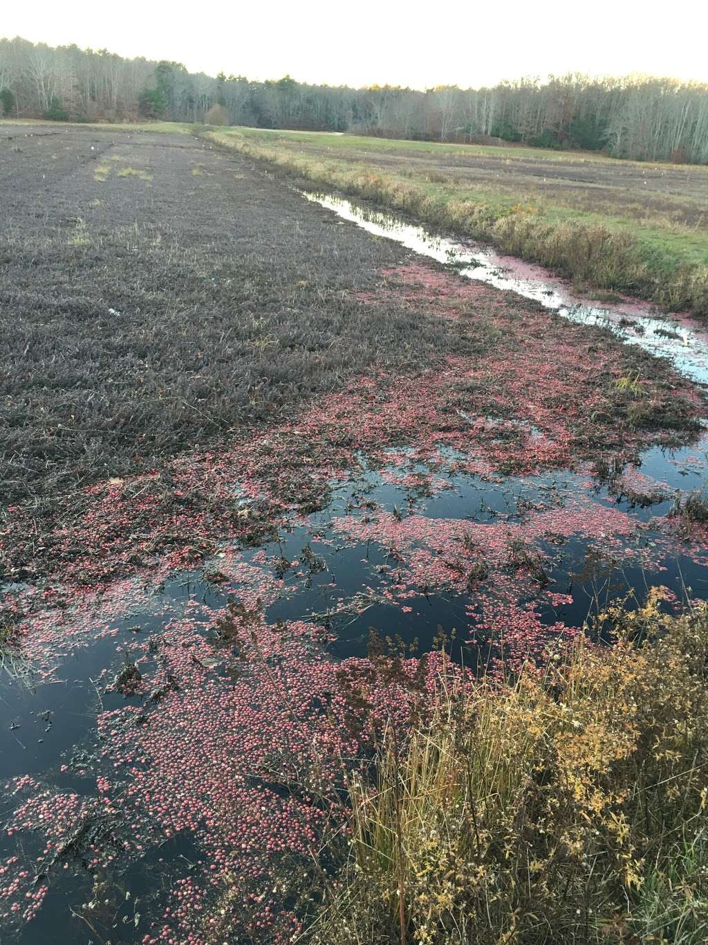 Duxbury Bogs | Duxbury, MA 02332, USA