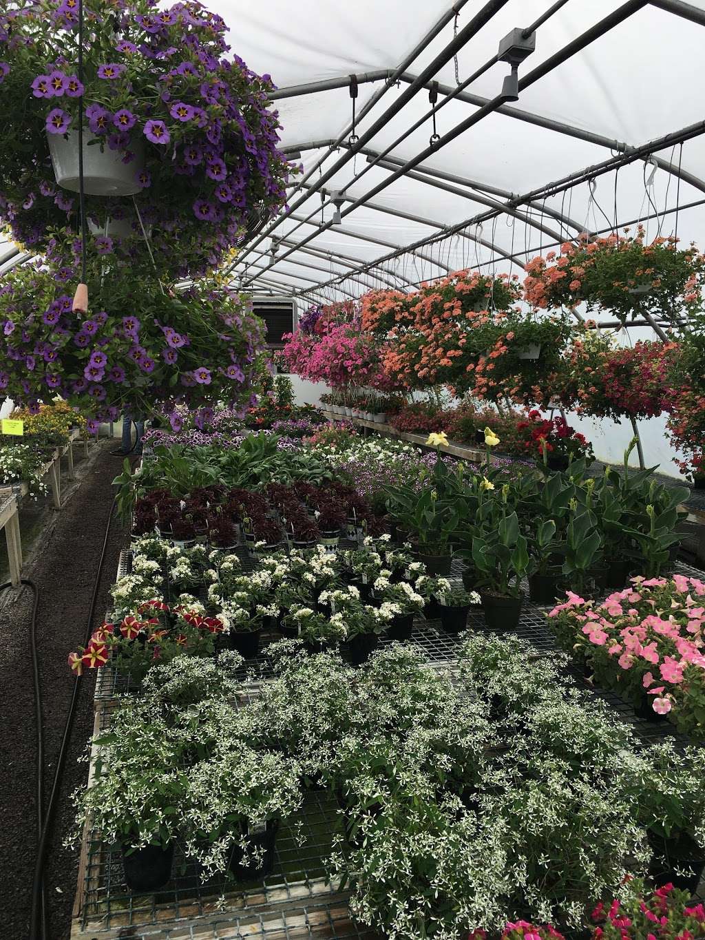 T & C Greenhouse | 20810 Leitersburg Pike, Hagerstown, MD 21742, USA | Phone: (301) 790-0906