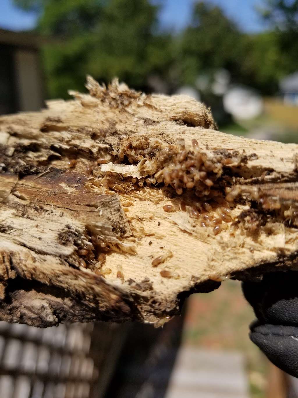 Texas Termite Inspectors | 107 Cindy Lou Dr, San Antonio, TX 78249, USA | Phone: (830) 745-5423