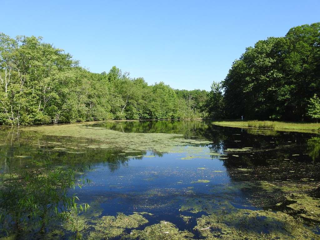Bear Swamp Natural Area | Howell, NJ 07731, USA