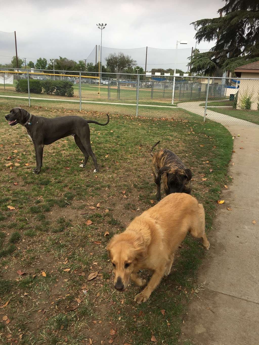 Central Bark Dog Park | 1500 W Rowland Ave, West Covina, CA 91791, USA