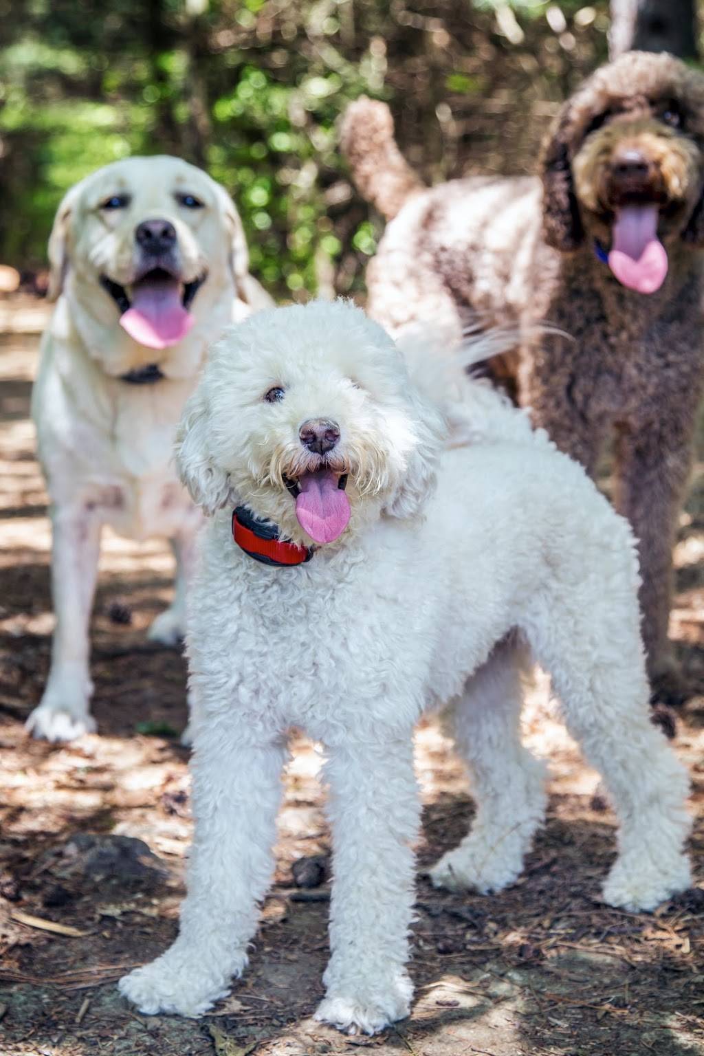 DogWatch Hidden Fences of Portland | 7 Grouse Terrace, Lake Oswego, OR 97035, USA | Phone: (503) 701-3033