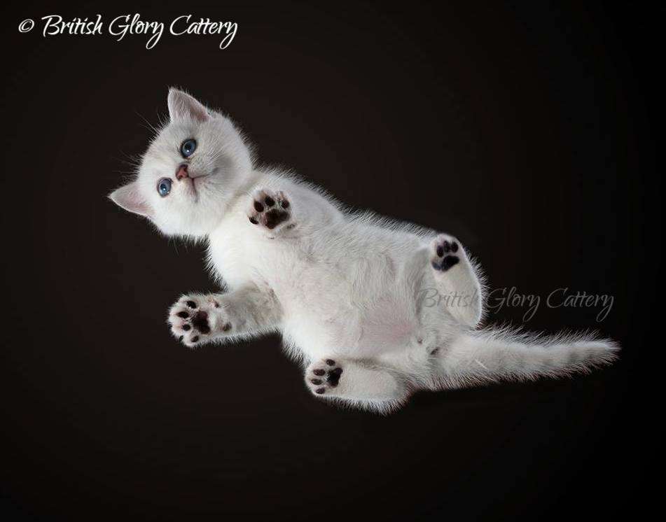 British Glory Cattery | 13907 Fair Glade Ct, Cypress, TX 77429, USA | Phone: (215) 966-9718