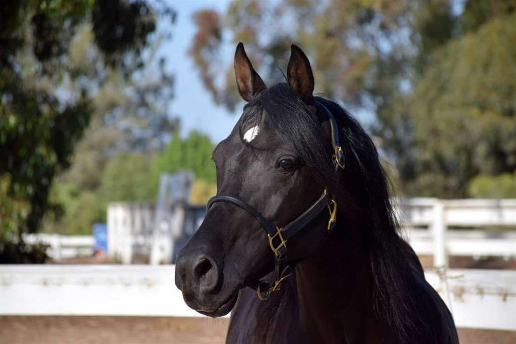 Carmel Valley Ranch & Ryckman Equestrian | 5175 Del Mar Mesa Rd, San Diego, CA 92130, USA | Phone: (858) 353-0810