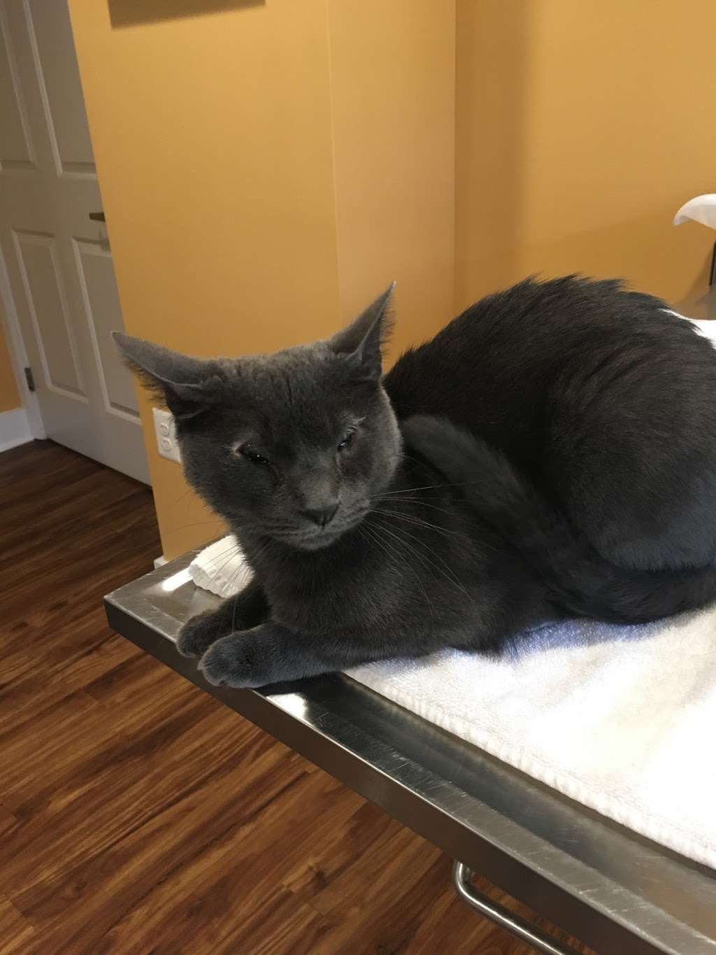 Unity Animal Hospital | 1 Providence Rd, Wallingford, PA 19086, USA | Phone: (610) 285-9889