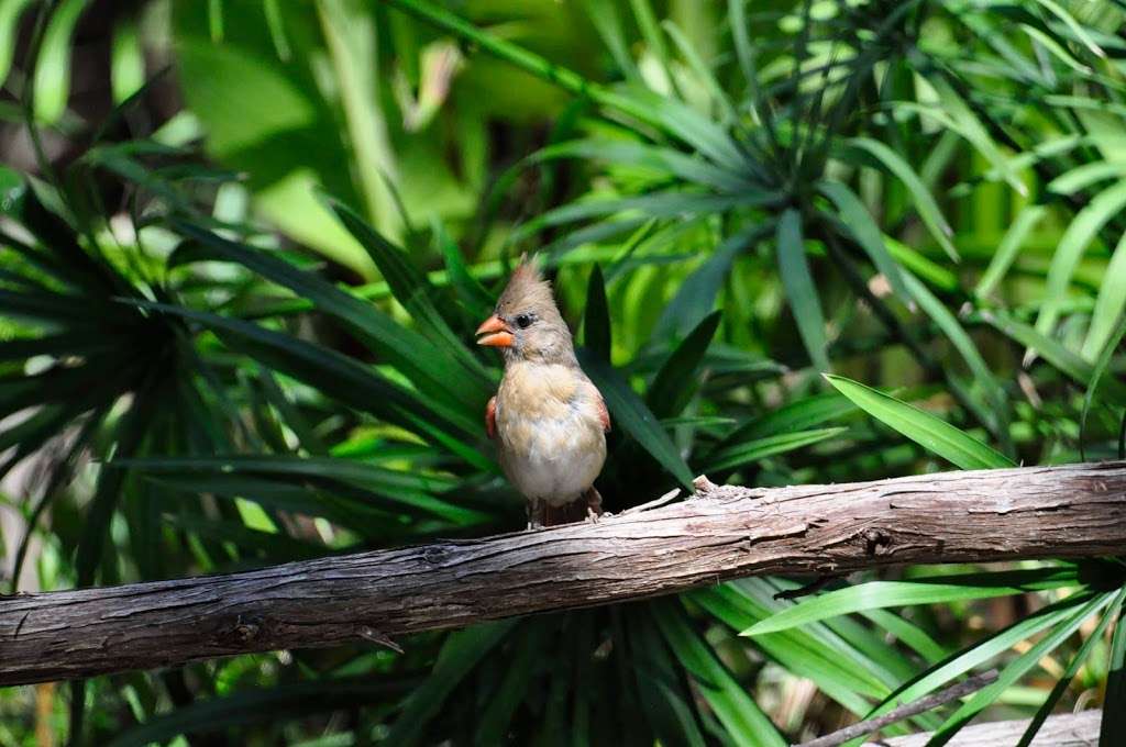 Warbler Woods Bird Sanctuary | 19349 Old Wiederstein Rd, Cibolo, TX 78108, USA | Phone: (210) 602-8621