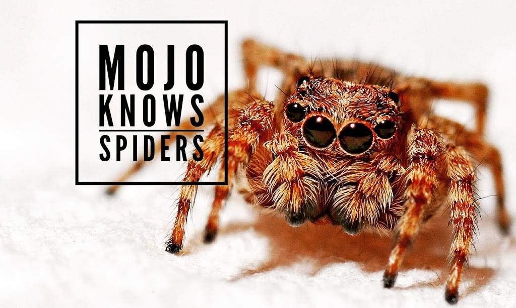 Mojo Pest Control | 19982 E Alamosa Dr, Queen Creek, AZ 85142, USA | Phone: (480) 351-1140