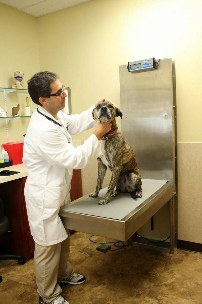 121 Animal Hospital | 5486 Independence Pkwy, Frisco, TX 75035, USA | Phone: (972) 335-2000