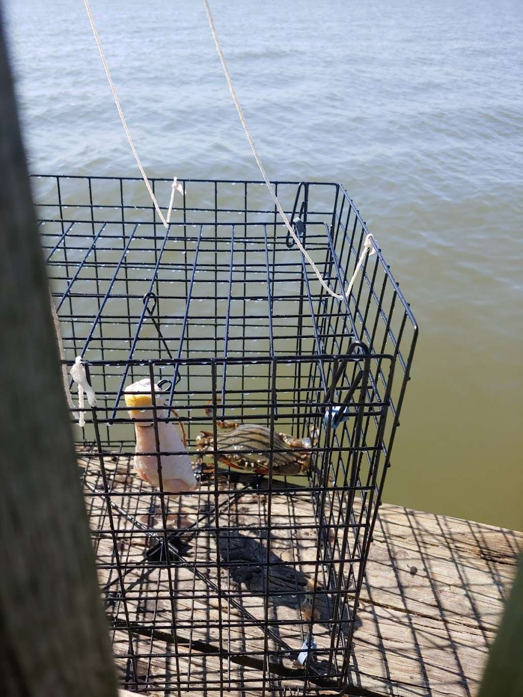 Public Fishing pier | 13070 St Martins Neck Rd, Bishopville, MD 21813, USA