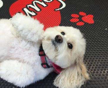 Pamper Your Pet Dog Grooming | 133 Bloomfield Ave, Verona, NJ 07044, USA | Phone: (973) 857-2799