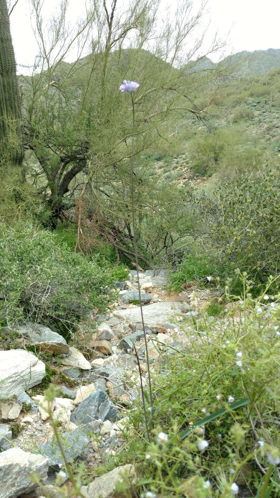 Gateway w/Aiden | Gateway Loop Trail, Scottsdale, AZ 85255, USA