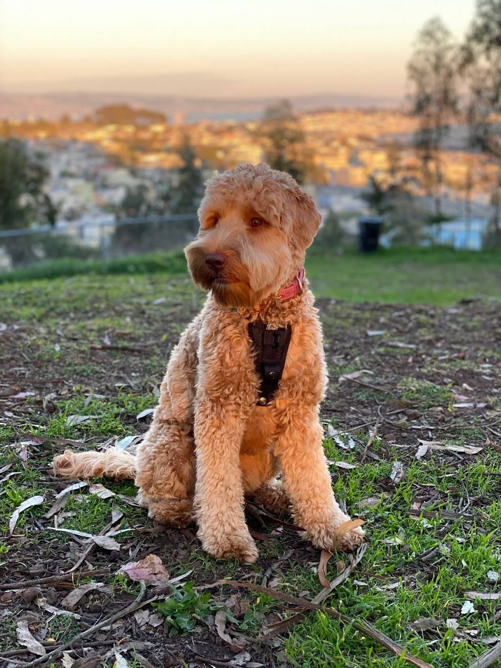 Dorothy W Erskine Park | 7 Martha Ave, San Francisco, CA 94131, USA | Phone: (415) 831-2700