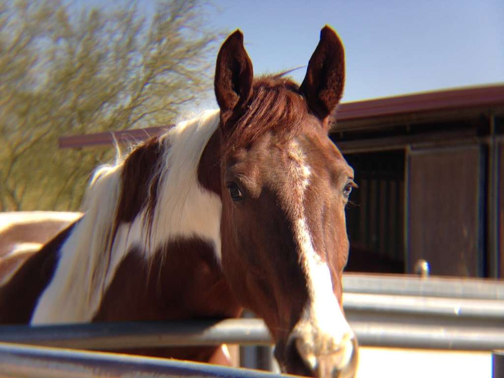 Arizona Horse Lovers Park | 19224 N Tatum Blvd, Phoenix, AZ 85050, USA | Phone: (602) 330-5553