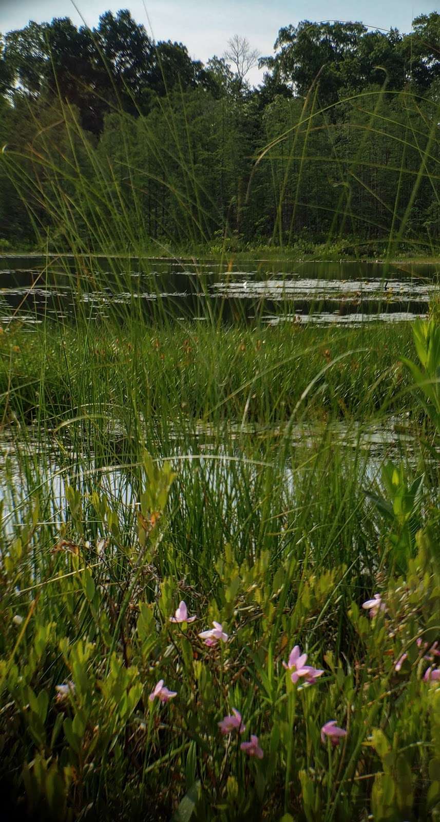 Beulah Bog State Natural Area | Stringers Bridge Rd, East Troy, WI 53120, USA | Phone: (608) 266-0394