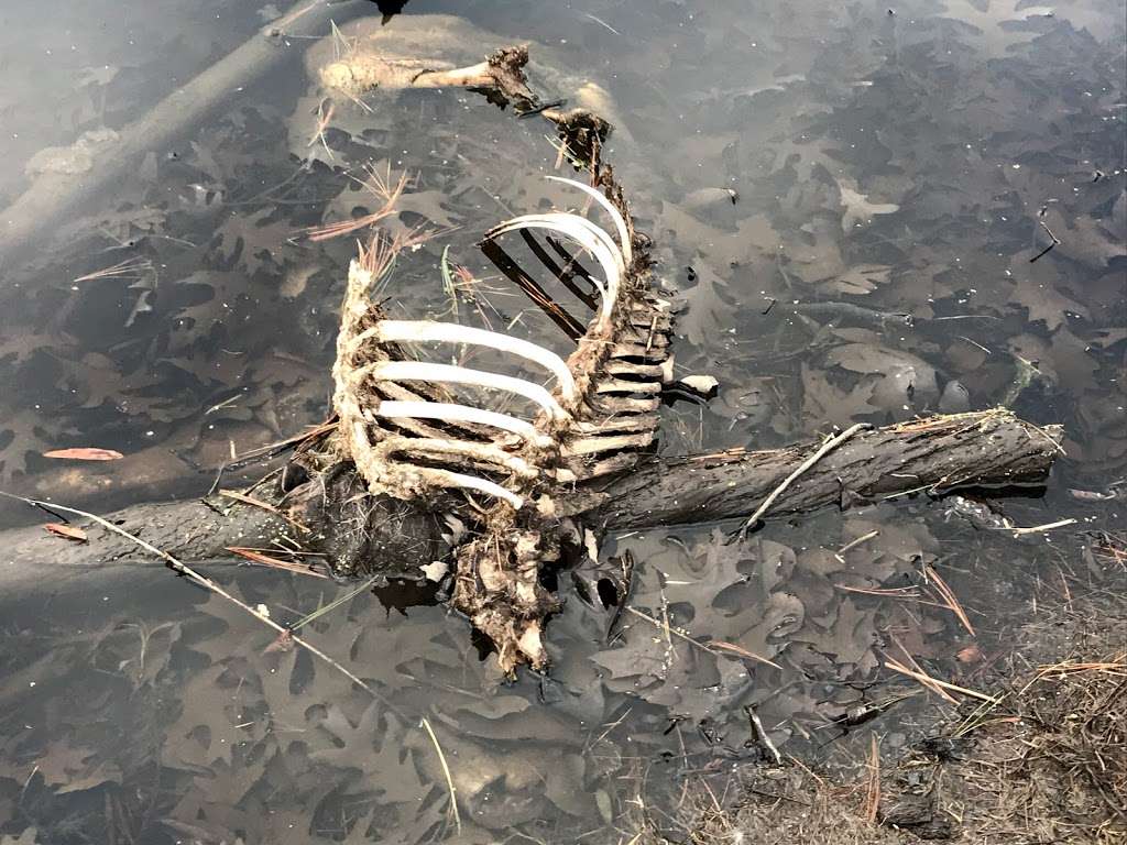 Bear Swamp | 351-, 399 Maxim Rd, Howell, NJ 07731, USA