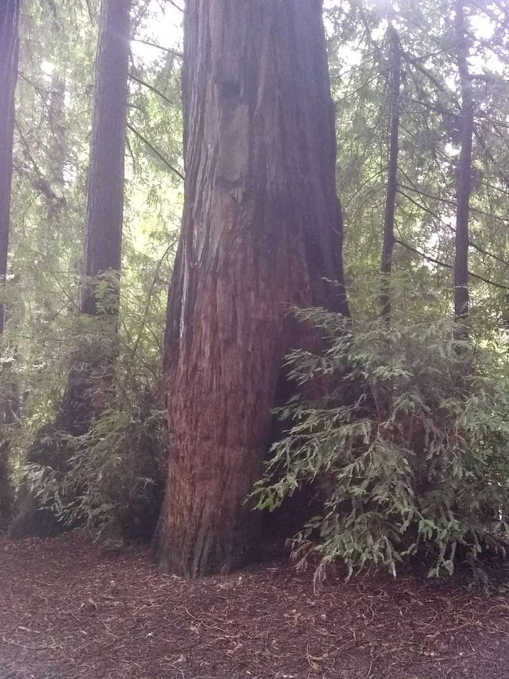 Lower Campground | Lagunitas, CA 94938, USA