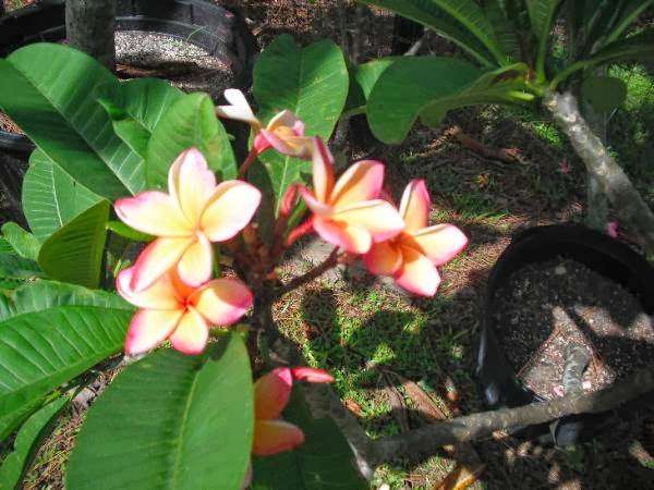 Florida Frangipani Plumerias | 13177 Sunset Blvd, West Palm Beach, FL 33411, USA | Phone: (561) 633-1212