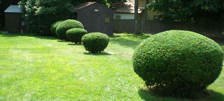 Florida Lawn Masters | 3669 Maidencain St, Clermont, FL 34714, USA | Phone: (407) 801-3017