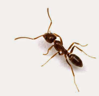 Viking Termite & Pest Control | 43 Cindy Ln, Ocean Township, NJ 07712, USA | Phone: (732) 493-0001