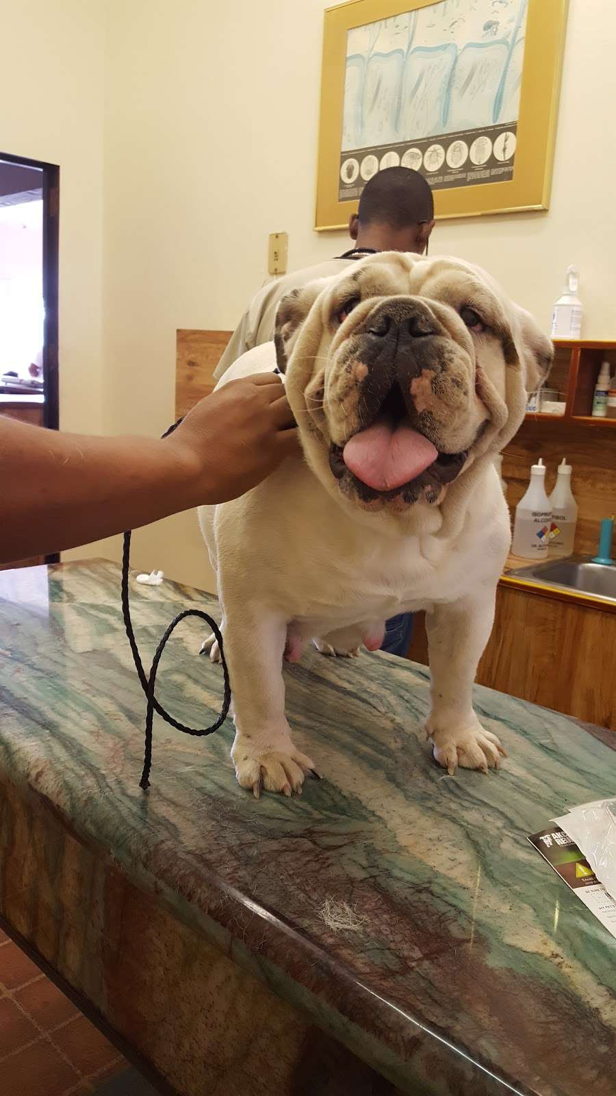 Michael Butchko DVM | 5488 Mission Boulevard, Riverside, CA 92509, USA | Phone: (951) 686-2242 Michael Butchko DVM | 5488 Mission Boulevard, Riverside, CA 92509, USA | Phone: (951) 686-2242