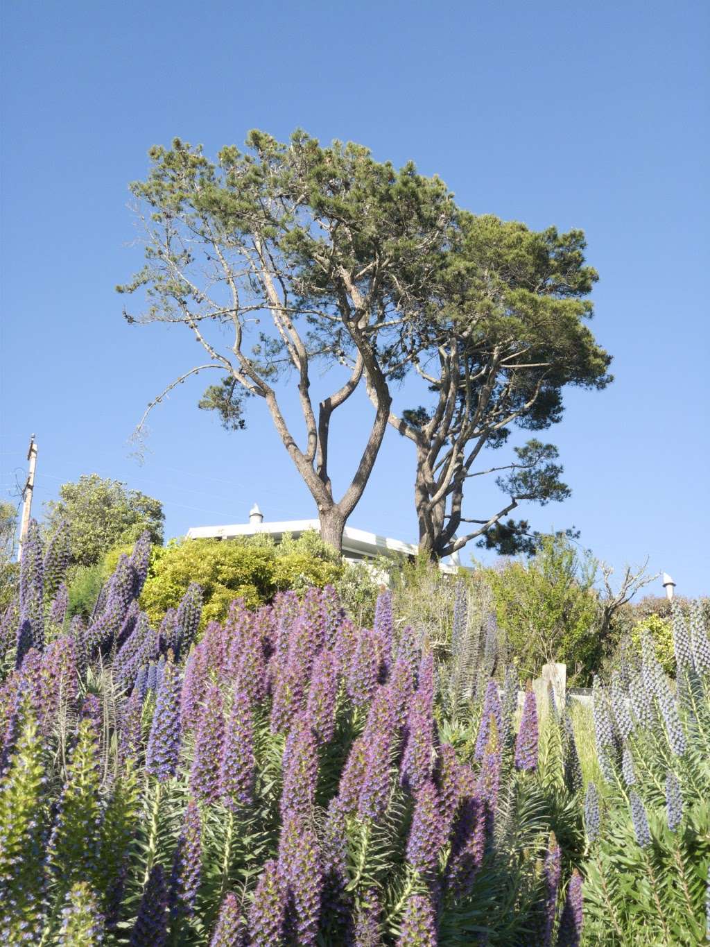 McKegney Field | 30 Pine Terrace, Tiburon, CA 94920, USA