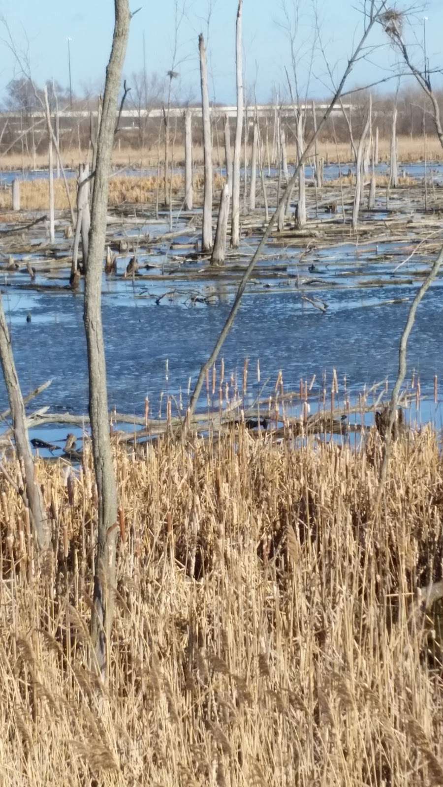 Highlands Heron Rookery | 41°3336. 87°2628, 3, W 7th Ave, Highland, IN 46402