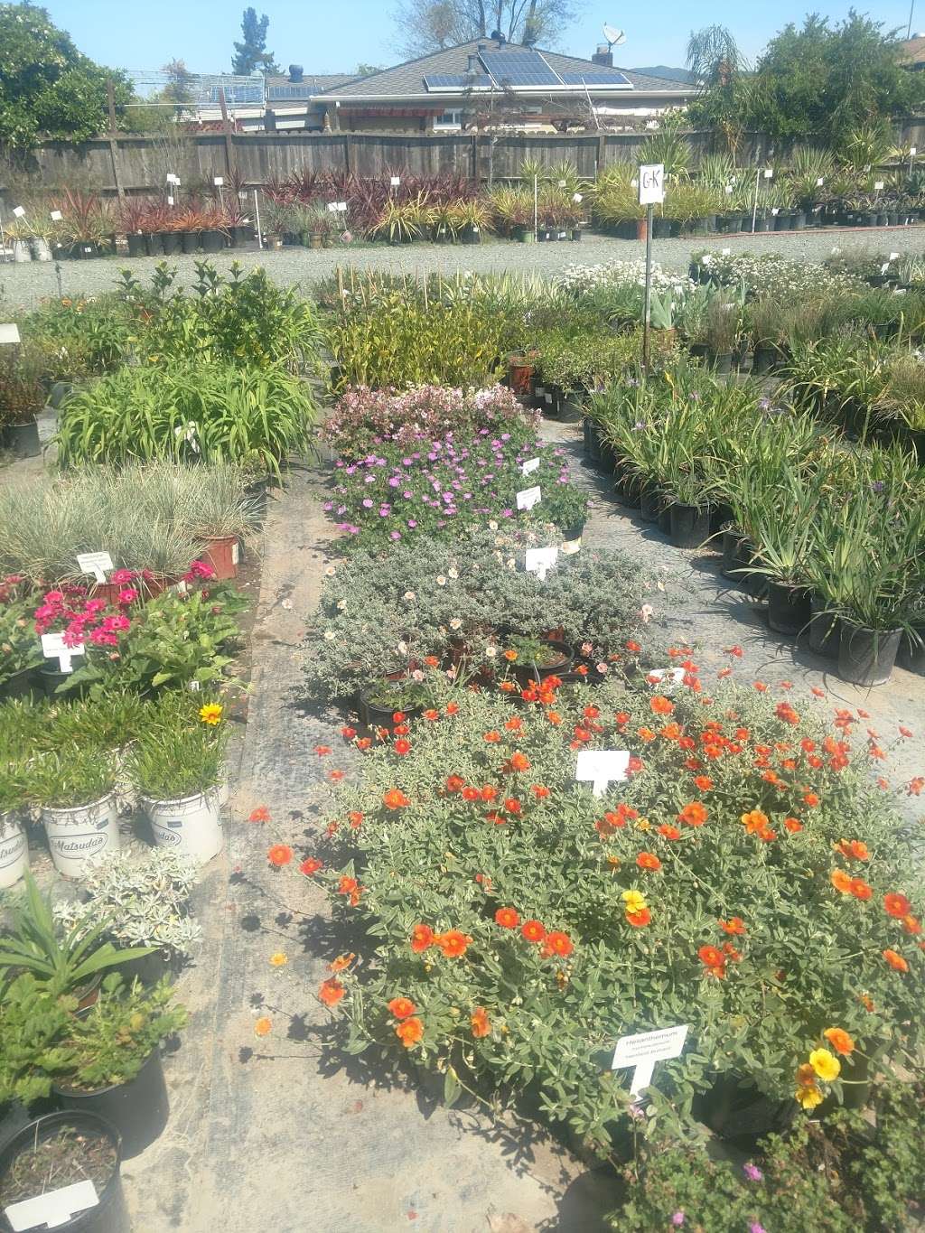 Capitol Wholesale Nursery, Inc. | 2938 Everdale Dr, San Jose, CA 95148, USA | Phone: (408) 239-0589