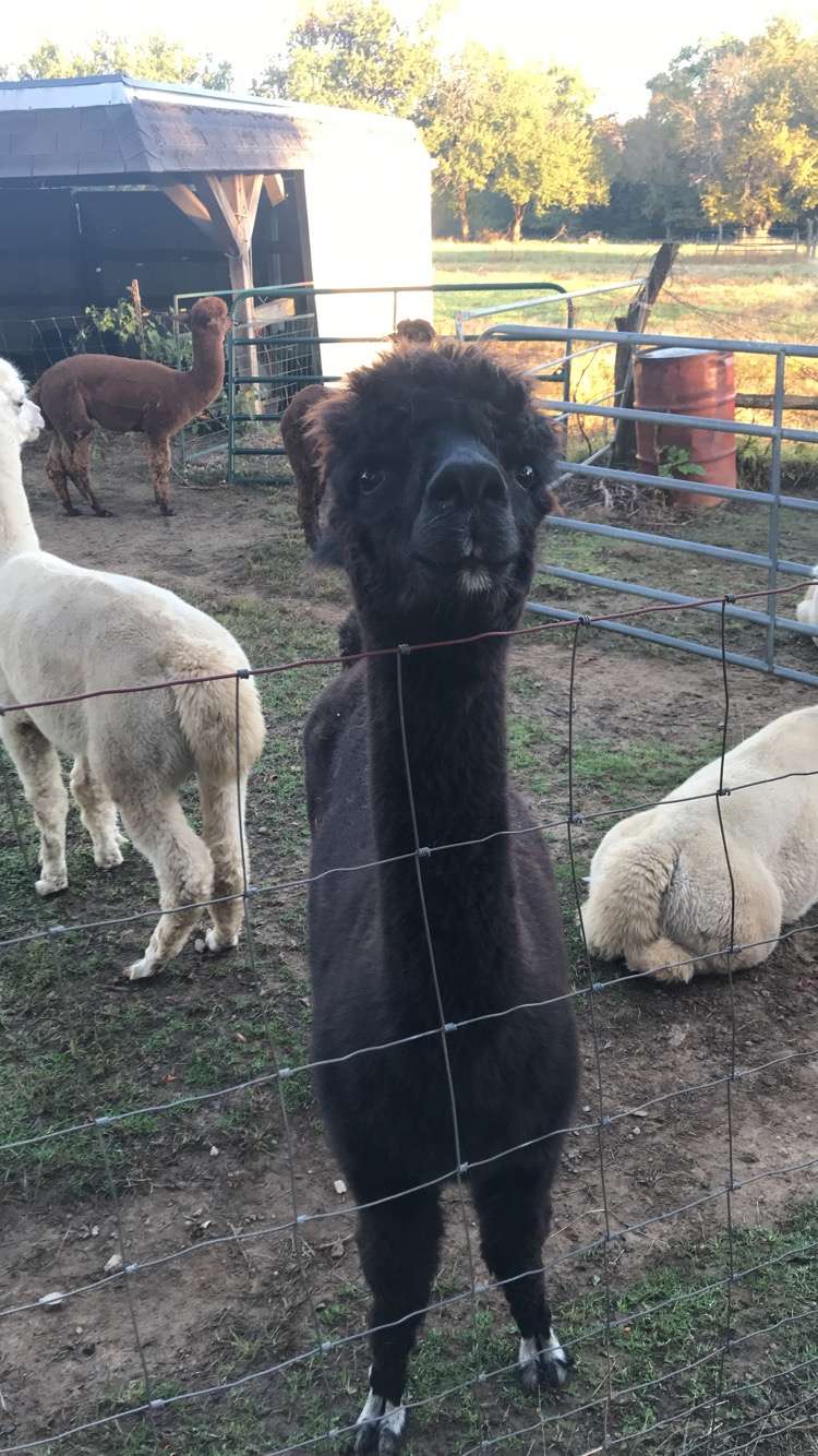 Ad Astra Alpacas | 168 E 1700 Rd, Baldwin City, KS 66006, USA | Phone: (785) 594-6767