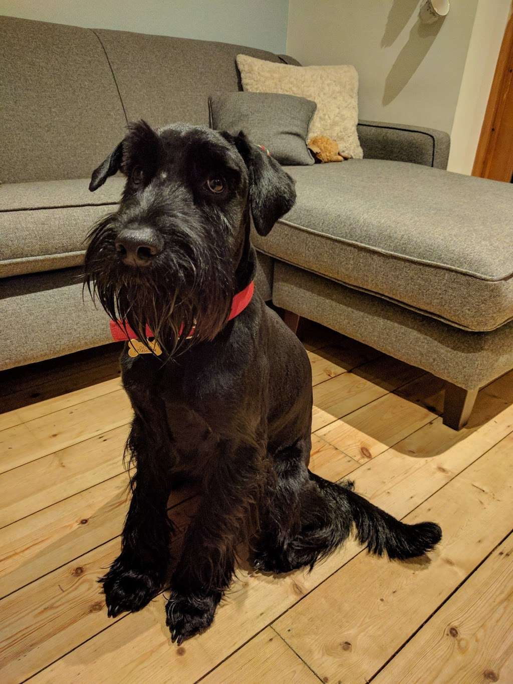 Four Pawz Grooming | 1 Cedar Walk, Kenley CR8 5JL, UK | Phone: 020 8668 0147
