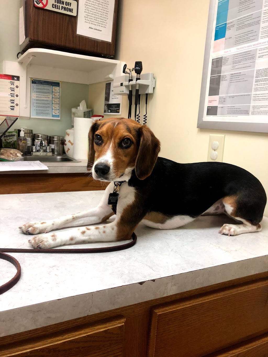 Iron Bridge Animal Hospital | 7540 Iron Bridge Rd, North Chesterfield, VA 23237 | Phone: (804) 743-1704