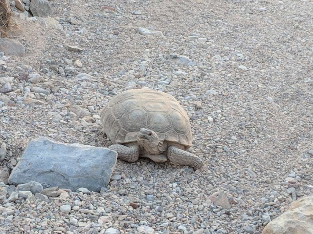 Desert National Wildlife Refuge | 16001 Corn Creek Rd, Las Vegas, NV 89124 | Phone: (702) 879-6110