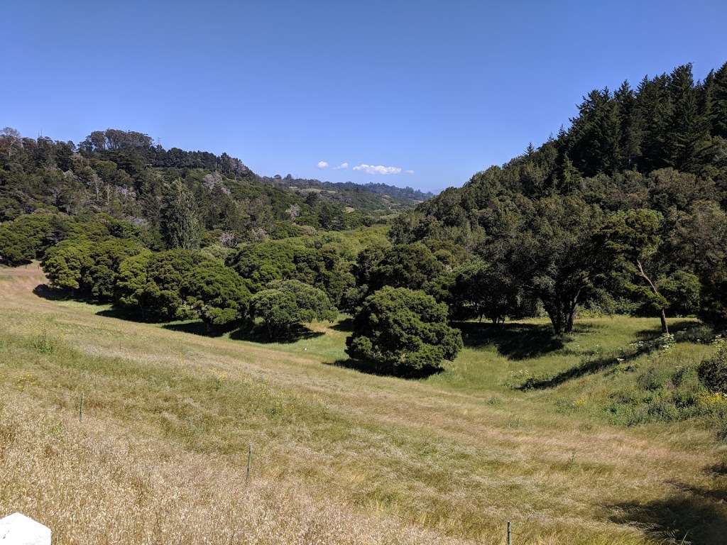 Jepson Laurel Tree | Sawyer Camp Recreation Trail, Burlingame, CA 94010, USA