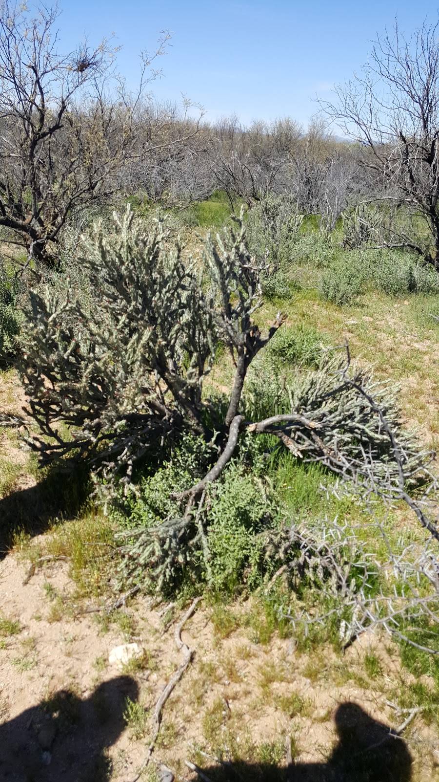 Green Zebra Adventures | 14803 N Hiawatha Hood Rd, Fort McDowell, AZ 85264, USA | Phone: (866) 703-2622