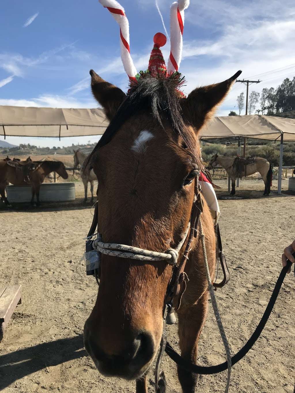 Wine Country Trails by Horseback | 34225 Rancho California Rd, Temecula, CA 92591, USA | Phone: (951) 852-7633