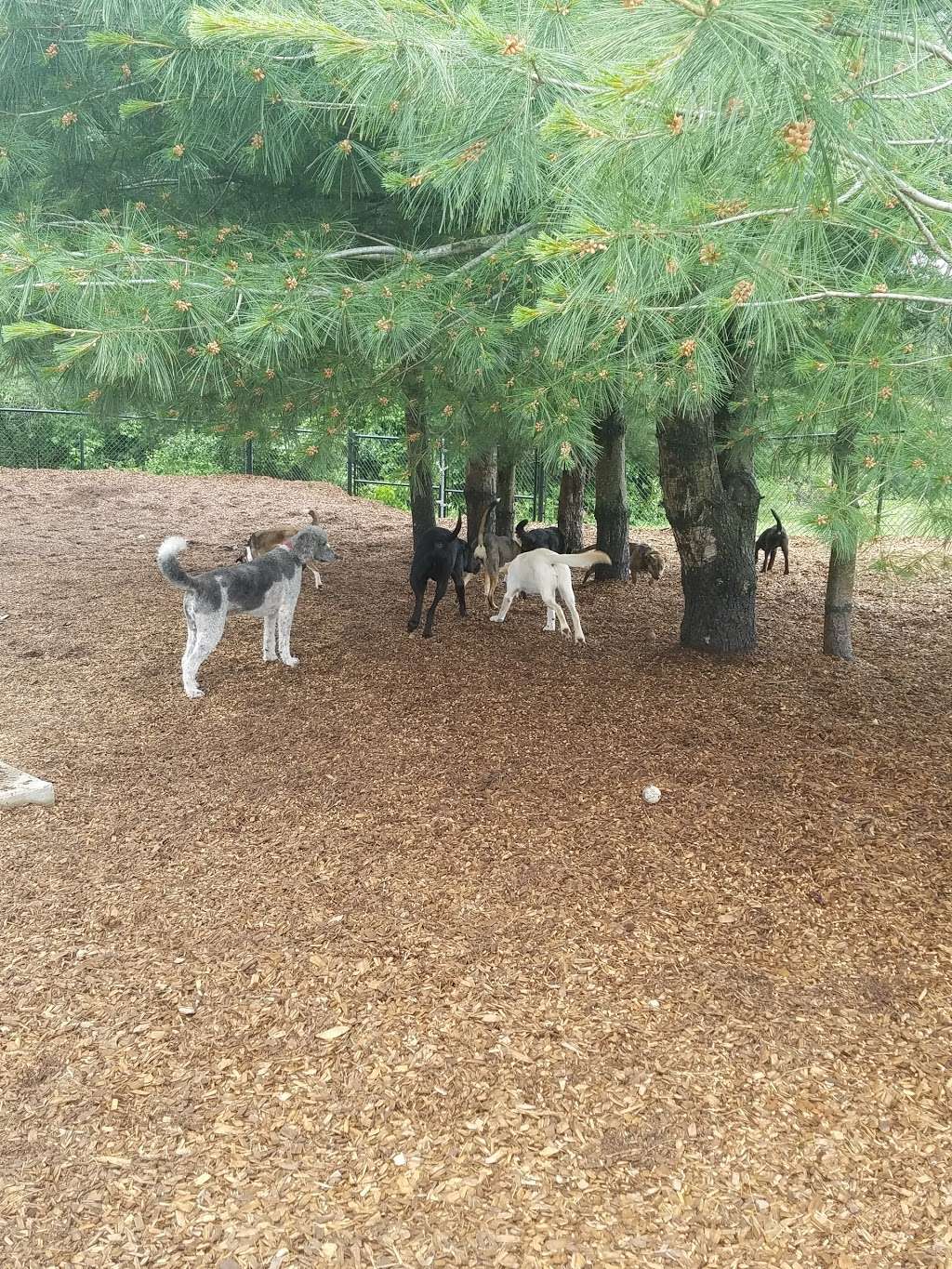 Dog Park at Dacey Community Field | Lincoln Street, Franklin, MA 02038