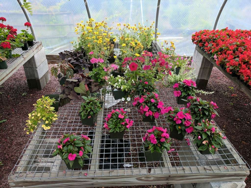 Skiros Garden Center | 315 Main Rd, Hanover Twp, PA 18706 | Phone: (570) 826-1170