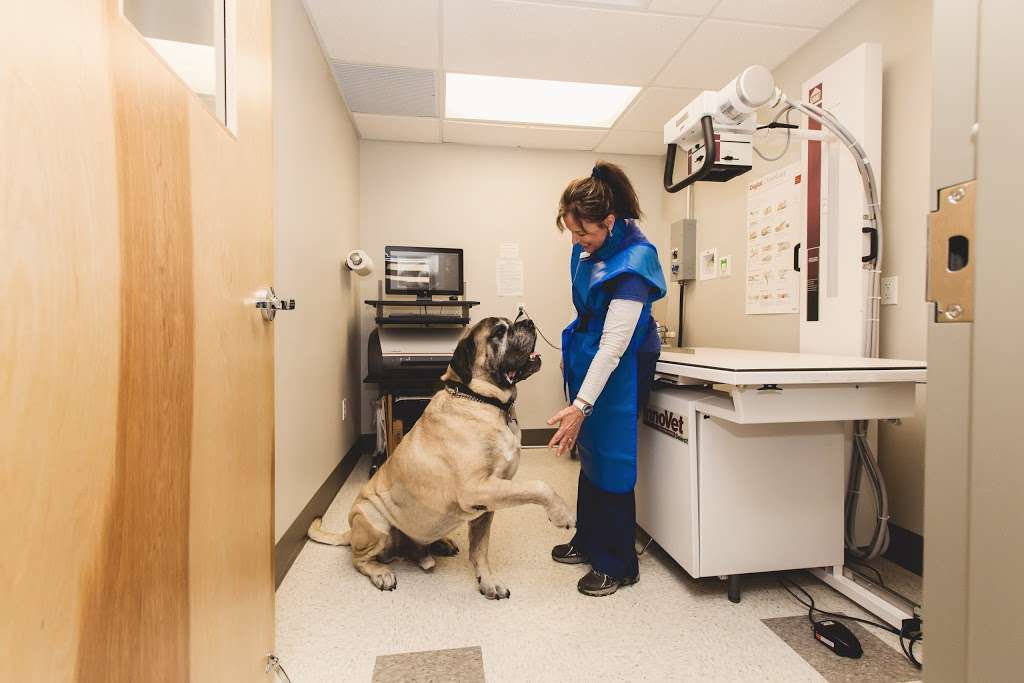 Liberty Veterinary Clinic | 8919 Ridge Ave, Philadelphia, PA 19128, USA | Phone: (215) 483-1066