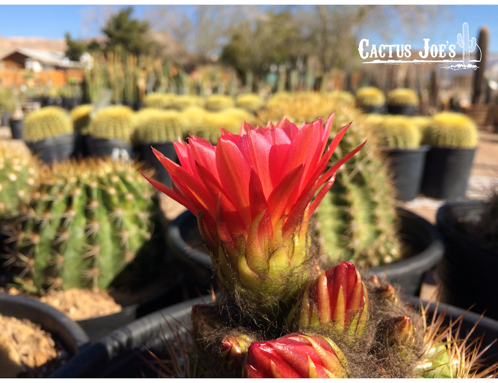 Cactus Joes Blue Diamond Nursery | 12740 Blue Diamond Rd, Blue Diamond, NV 89004, USA | Phone: (702) 875-1968